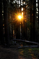 Sunburst through the Oregon forest at the end of a good day of hiking