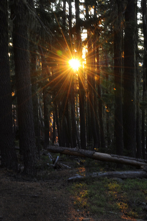 Sunburst through the Oregon forest at the end of a good day of hiking