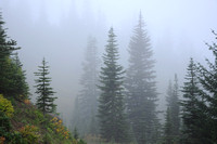 Oregon Cascades forest in the autumn mist