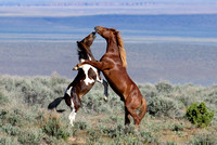 Steen's Mountain Wild Horses #1, May 23-24