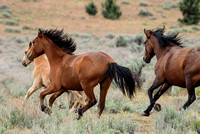 Steen's Mountain WIld Horses #2, June 10-14