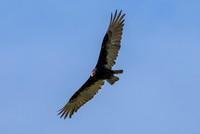 Bird photos around Benton County, April 15-May 6