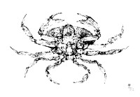 Underside of Dungeness Crab