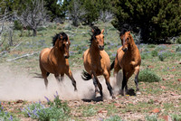 Steens Mountain Wild Horses, June 4-7