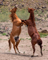 Wild Horses in Eastern Oregon, May 17-20