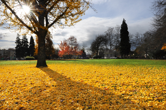 Autum leaves in Central Park, Corvallis