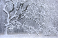 Snow-covered oak tree, Corvallis