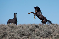 Steens Mountain Wild Horses, April 19-23