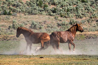 Steens Mountain Wild Horses