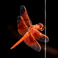 Red Dragonfly, Aug 5