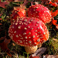 Amanita Mushrooms, Nov 10