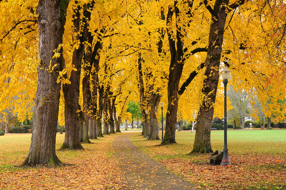 Autumn maple trees on Oregon State University campus