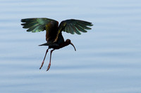 White-Faced Ibis
