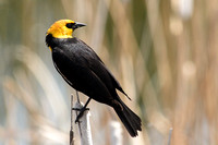 Yellow-Headed Blackbird