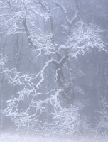 Snow-covered oak tree lost in the fog, Corvallis