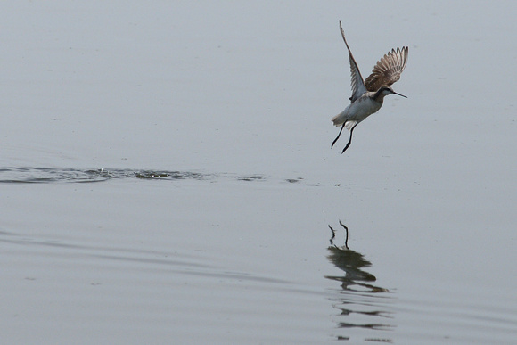 Phalarope