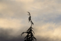 DSC_4927_L-1_tripod