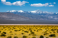 Death Valley Super  Bloom