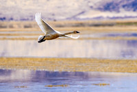 Klamath Wildlife Reserve, Feb 11-14
