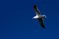Coast camping at Newport, Mar 8-10