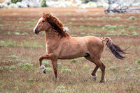 Steens Mountain Wild Horses, May 20-24