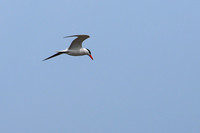 Caspian Tern