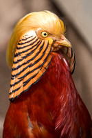 E. E. Wilson National Wildlife Reserve, May 19