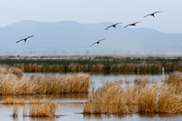 White-Faced Ibis