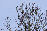 DSC_4954_tripod_with_finger_shutter_release_without_timer_or_mirror_up_L