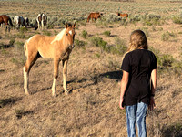 Steens Mountain Wild Horses with Marisol, June 26-28