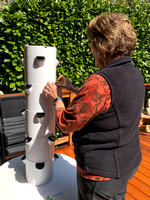 Sue's Tower Garden, April 8